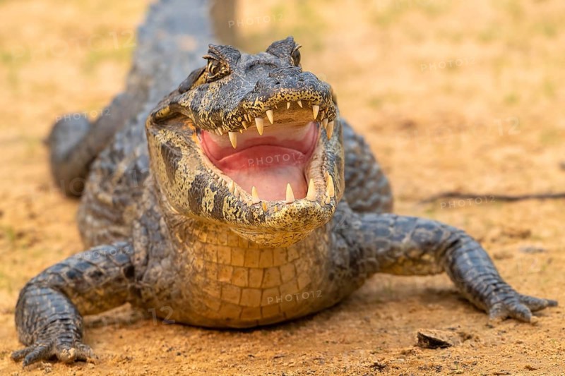 Spectacled caiman (Caiman crocodilus yacara), Crocodile (Alligatoridae), crocodile (Crocodylia), animal portrait, frontal, eye contact, Pantanal, inland, wetland, UNESCO Biosphere Reserve, World Heritage Site, wetland biotope, Mato Grosso, Brazil, South America