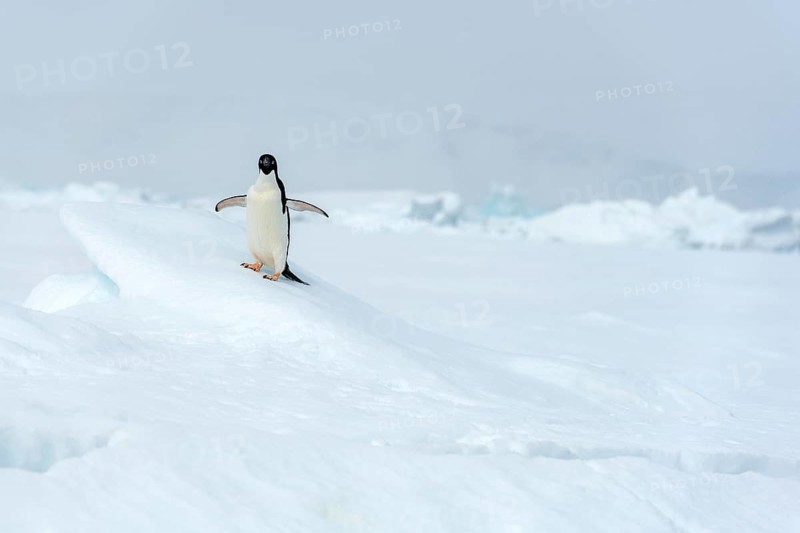 Adelie penguin, (Pygoscelis antarctica), long-tailed penguin, Kinnes Cove, Paulet Island, Antartica