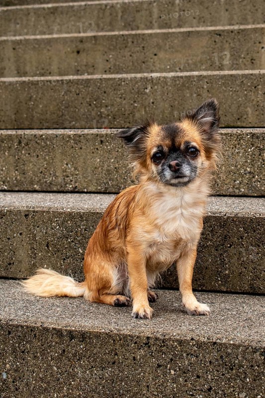 Brown long-haired Chihuahua sitting on a stone staircase looking into the camera, Nussdorf, Bavaria, Germany, Europe