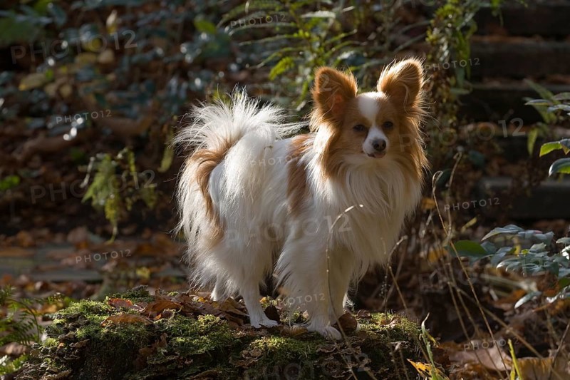Papillon stands on a mossy tree trunk
