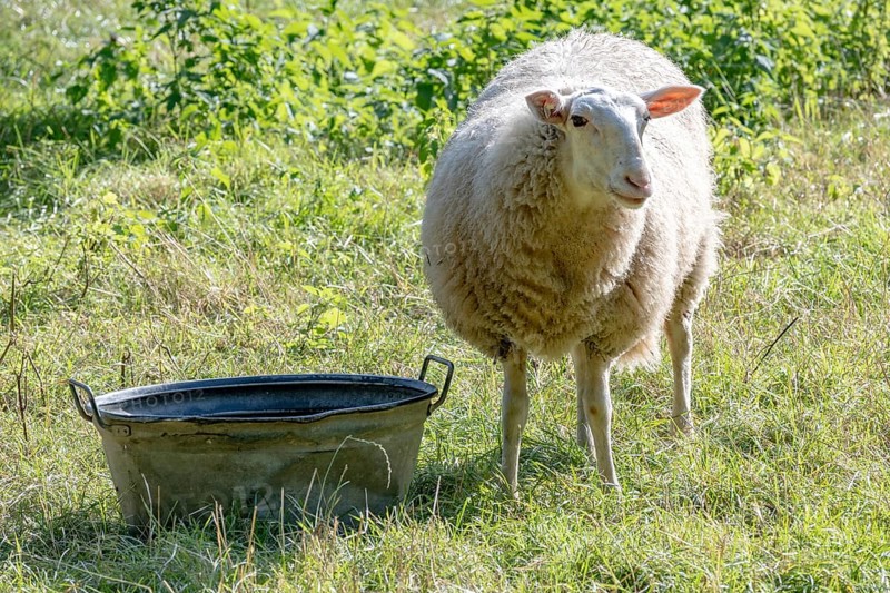 Sheep on dike eats grass