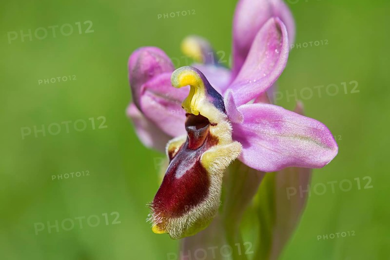 Wasp ragwort, Ophrys tenthredinifera