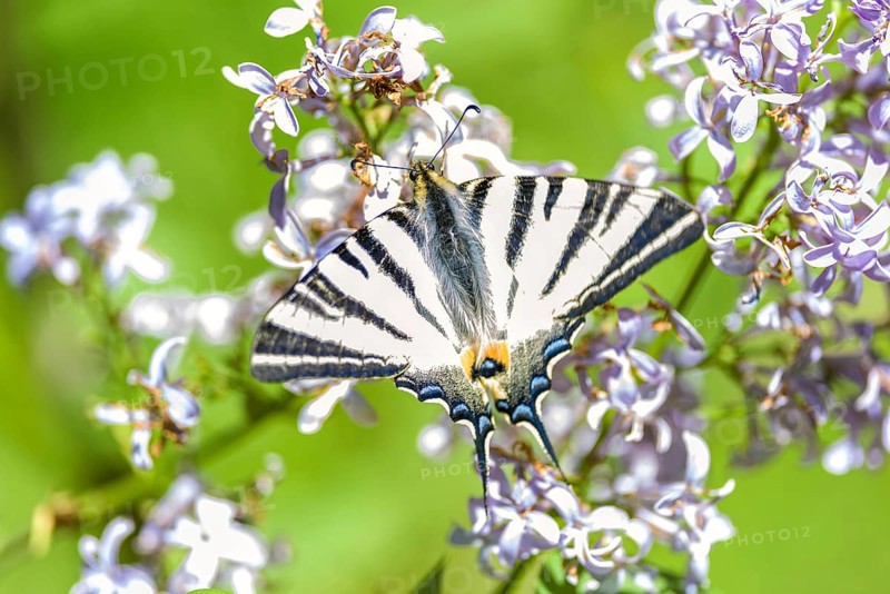 Scarce swallowtail, butterfly of the Papilionidae Family