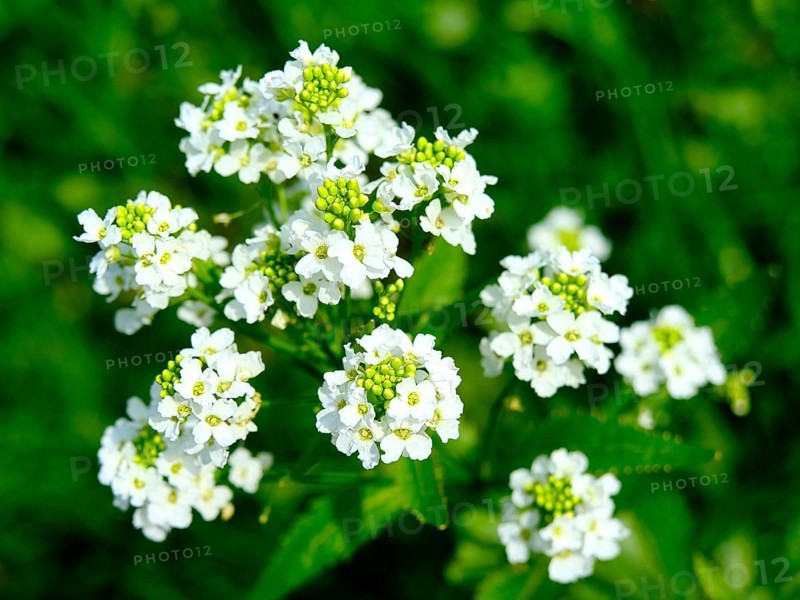 Horseradish (Armoracia rusticana), blurred background, North Rhine-Westphalia, Germany, Europe