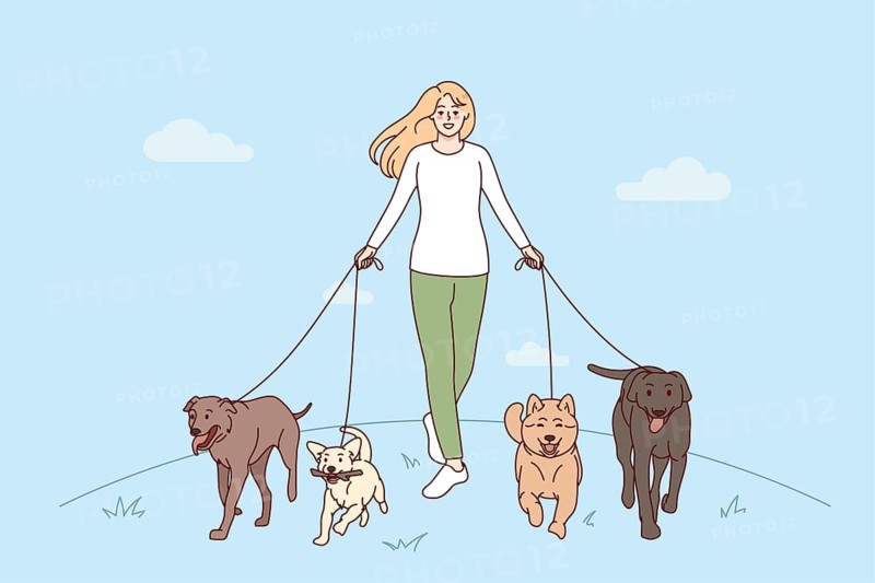 Smiling young woman with dogs on leashes walking in park. Happy girl pet walker with domestic animals outside. illustration