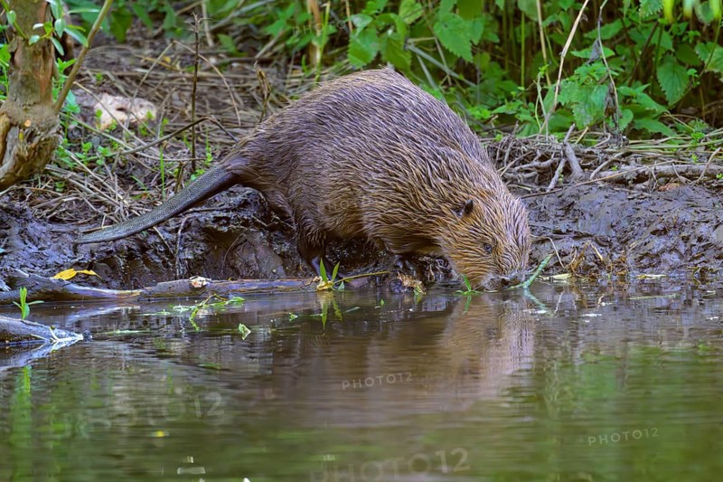 European beaver (Castor fiber), Eder, Hesse, Germany, Europe