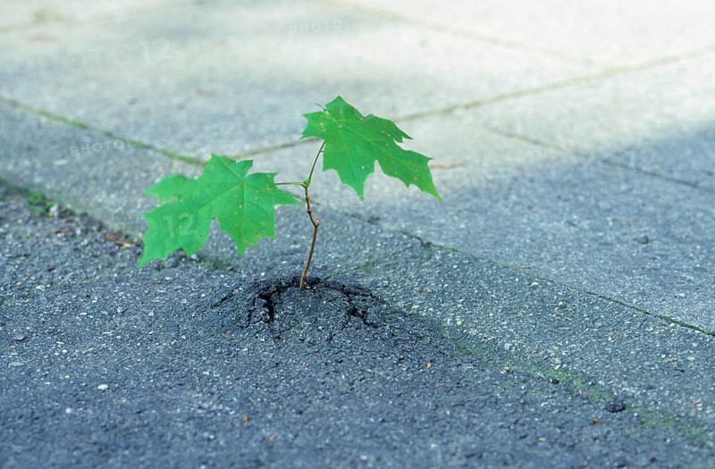 Closeup of a very small sycamore maple tree (Acer pseudoplatanus) breaking through asphalt, Munich, Bavaria, Germnay, strength of plants, the plant was stuck into the crack