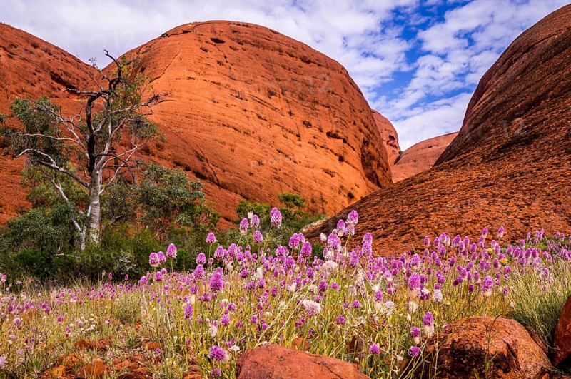 The Australian Outback comes to live when colorful wilflowers cover the dry ground at Valley of the Winds