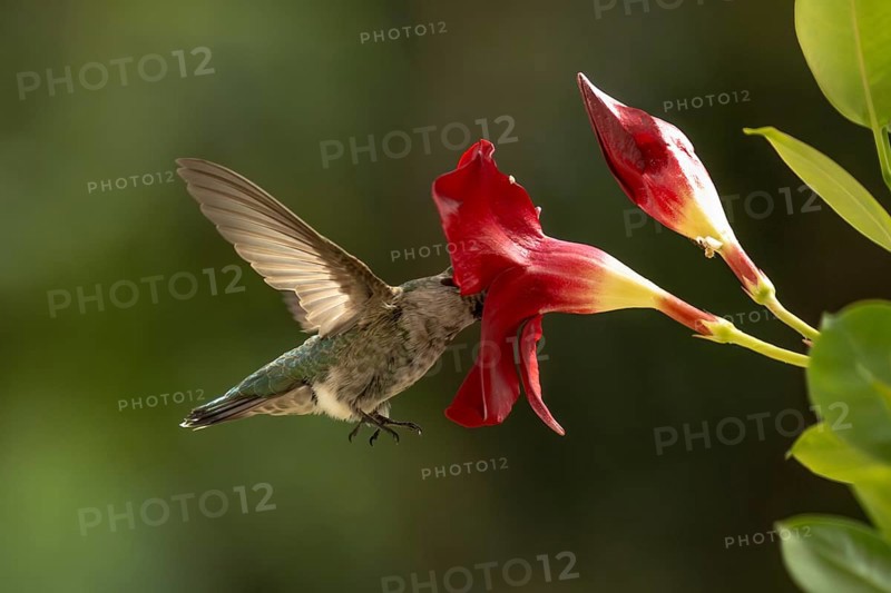 Anna's hummingbird (calypte anna) enjoying the red mandevilla