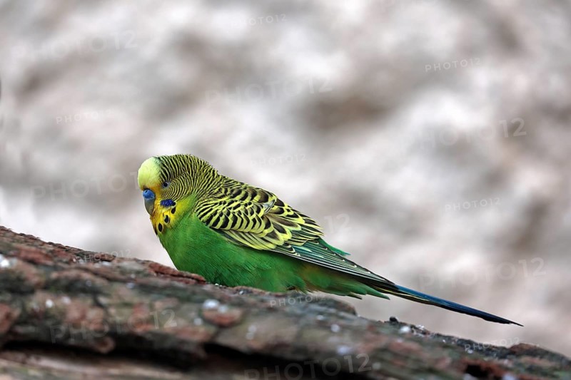 Budgerigar, (Psittaculidae), green