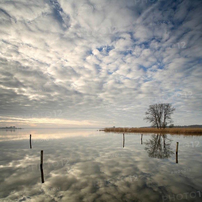 Morning atmosphere on the Szczecin Lagoon near Altwarp in winter, reed belt and bare trees on the shore, posts in the water, cloudy sky, Mecklenburg-Western Pomerania, Germany, Europe