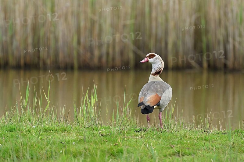 Egyptian goose (Alopochen aegyptiaca), male standing at the edge of a pond, Texel, West Frisian Islands, province of North Holland, Netherlands
