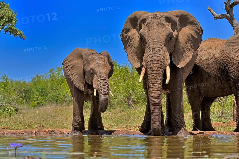 African elephant (Loxodonta africana), adult, female, mother, half-grown young, mother with half-grown young, at the water, drinking, Kruger National Park, Kruger National Park, South Africa, Africa