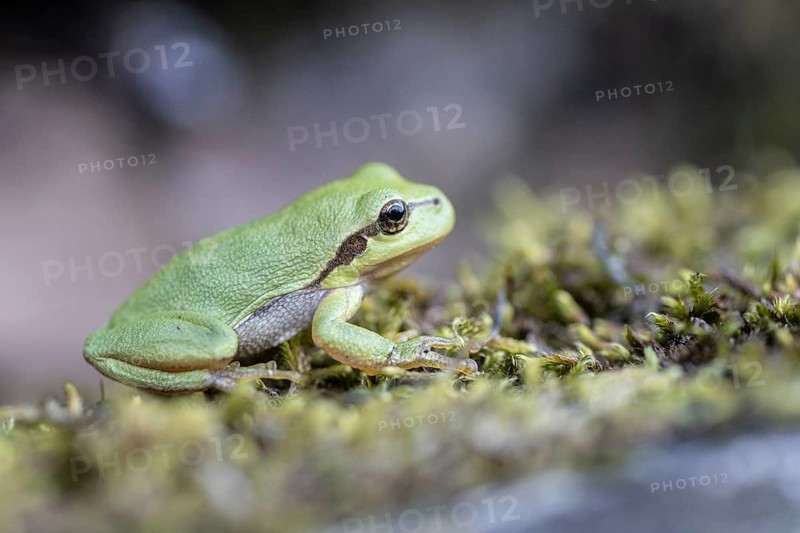 Tree frog (Hyla arborea), Lower Saxony, Germany, Europe