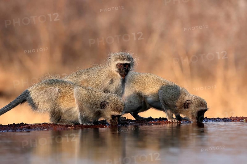 Vervet Monkey (Chlorocebus pygerythrus), adult, three animals, group, drinking, at the water, Kruger National Park, Kruger National Park, Kruger National Park South Africa