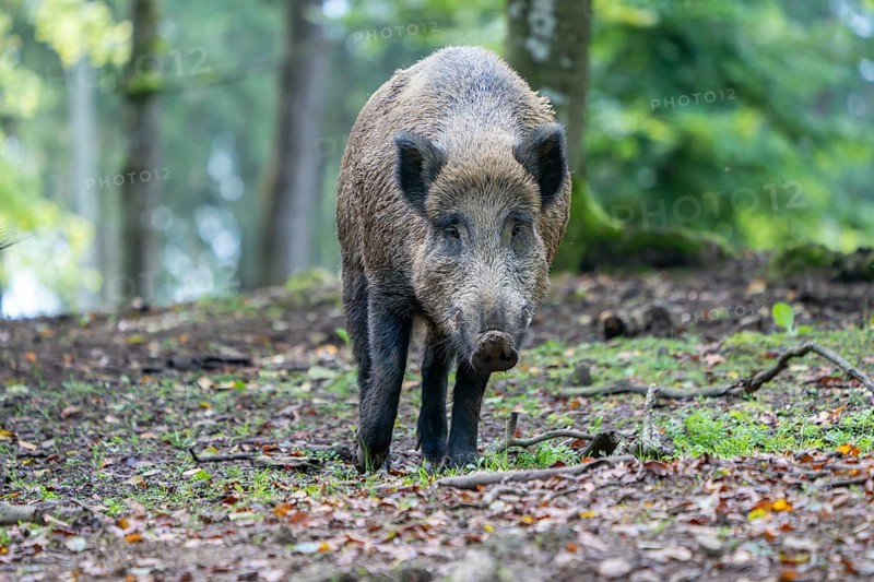 Wild boar (Sus scrofa), boar, Vulkaneifel, Rhineland-Palatinate, Germany, Europe