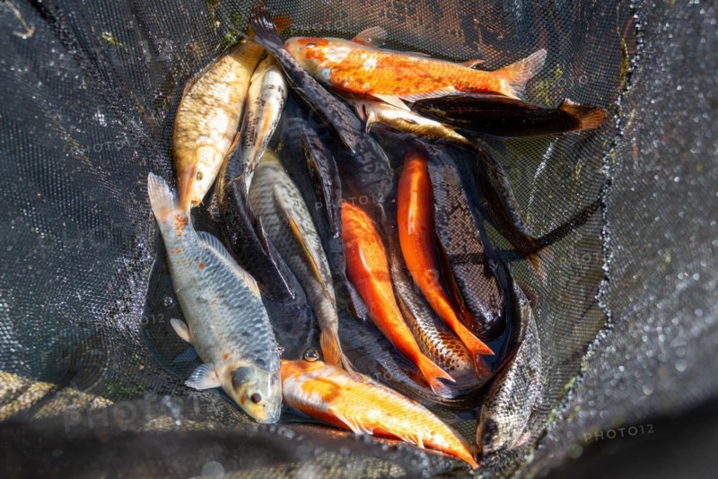 Various koi carp lying together in a net, Germany, Europe