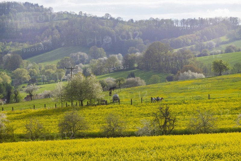 Flowering fields near Karsdorf in the Eastern Ore Mountains, Karsdorf, Saxony, Germany, Europe