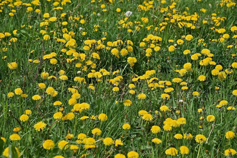 Dandelion meadow, dandelion, Leontodon, Taraxacum sec. Ruderalia, Asteraceae, Federal Republic of Germany
