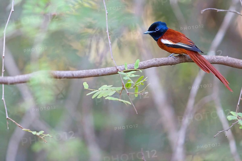 Senegal Paradise Flycatcher, (Terpsiphone rufiventer), Brufut woods, Brufut, South Bank, Gambia, Africa
