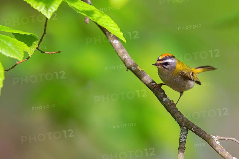 Goldcrest, Regulus ignicapillus, Luce, Mountain area, Luce, Styria, Slovenia, Europe