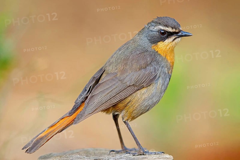 Cossypha caffra, family of flycatchers, Underberg surroundings, Underberg, KwaZulu-Natal, South Africa, Africa