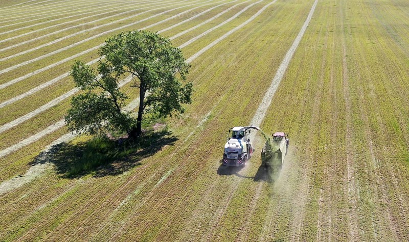 Aerial view of forage harvesting on an organic farm. A forage harvester transports the chopped forage grass into a hillside, Mücheberg, 02/06/2020