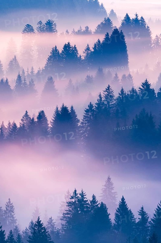 Fog and forest in Oberägeri in the canton of Zug, Switzerland, Europe