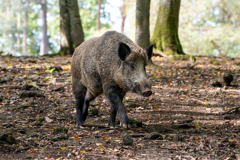Wild boar (Sus scrofa), boar, Vulkaneifel, Rhineland-Palatinate, Germany, Europe