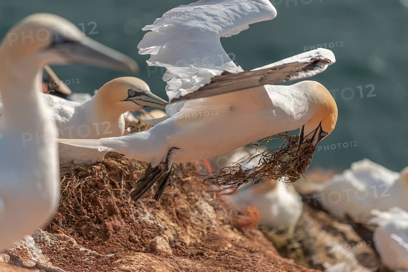 Northern gannet (Morus bassanus), offshore island of Heligoland, North Sea, Pinneberg district, Schleswig-Holstein, Germany, Europe
