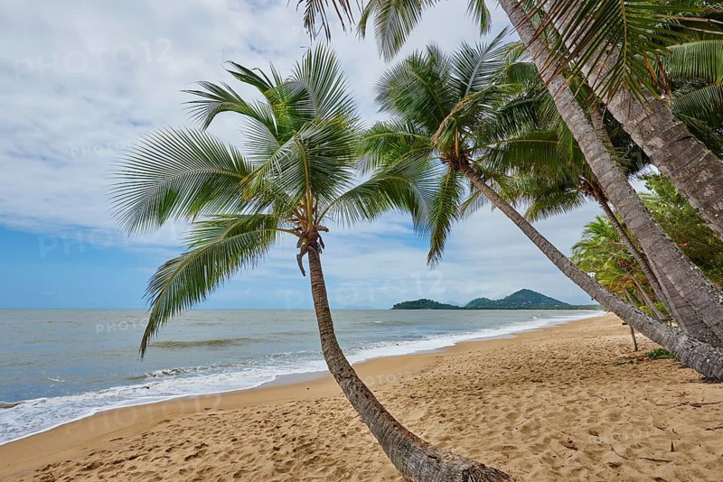 Landscape of Clifton Beach with coconut palms in spring, Queensland Australia