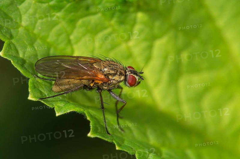 A flower fly (Anthomyiidae) sitting on a large green leaf, Baden-Württemberg, Germany, Europe