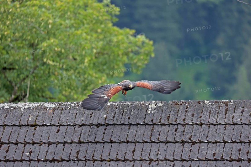 Harris's hawk (Parabuteo unicinctus), Hohenwerfen Castle, Salzburger Land, Austria, falconer, Harris's Hawk, Europe