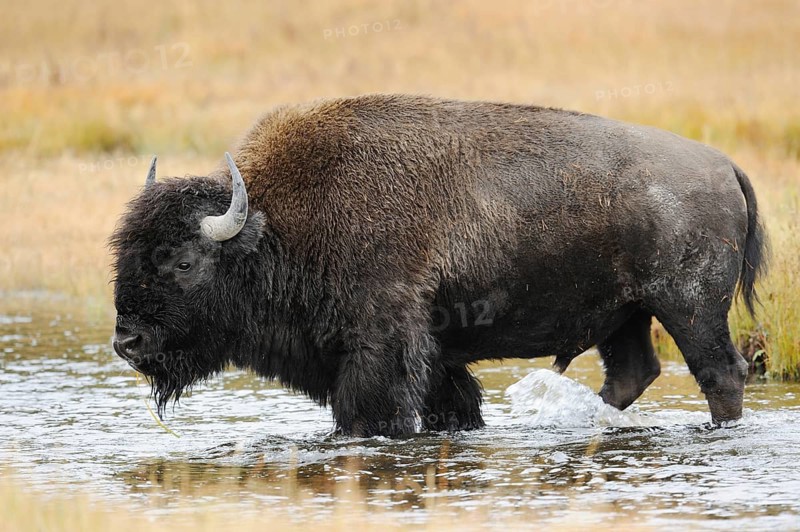 American bison (Bos bison, Bison bison), male, Yellowstone National Park, Wyoming, USA, North America