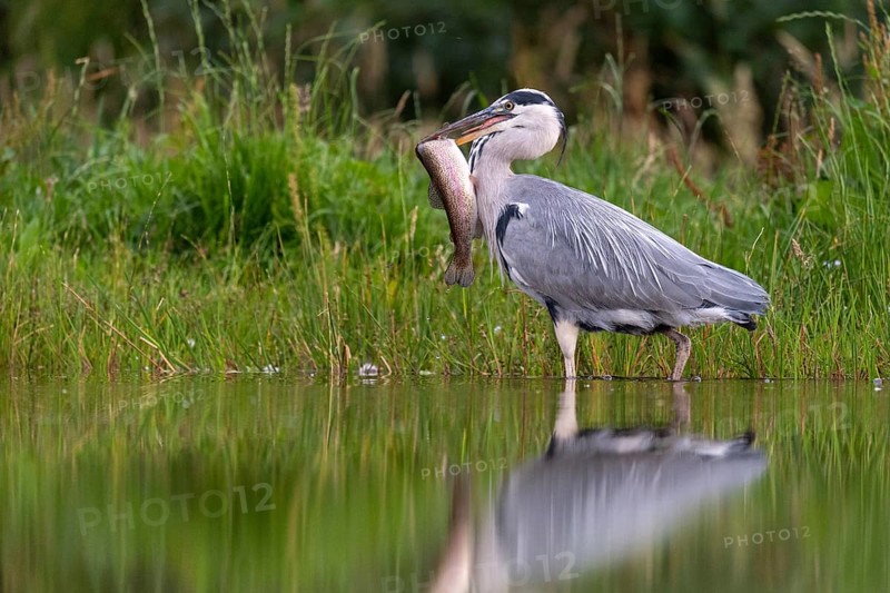 Grey heron (Ardea cinerea) with fish as prey, Aviemore, Scotland, Great Britain