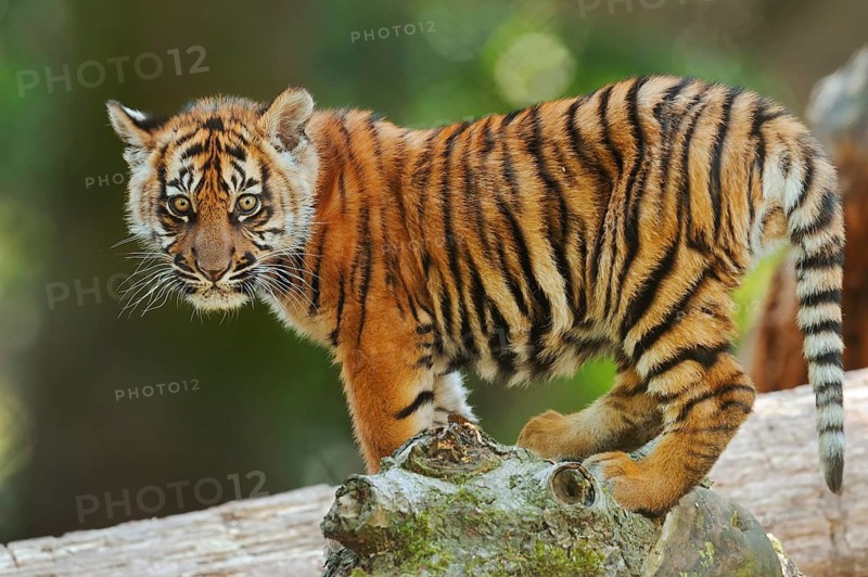 Sumatran tiger (Panthera tigris sumatrae), young, captive, native to Sumatra, Indonesia, Asia