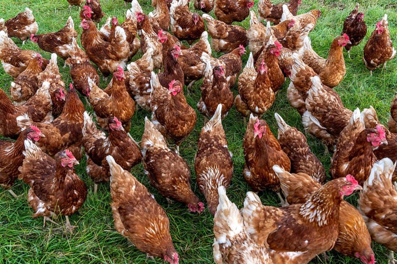Chickens in a meadow, mobile housing, free-range chickens, free-range eggs, north of Warstein-Allagen, North Rhine-Westphalia, Germany, Europe