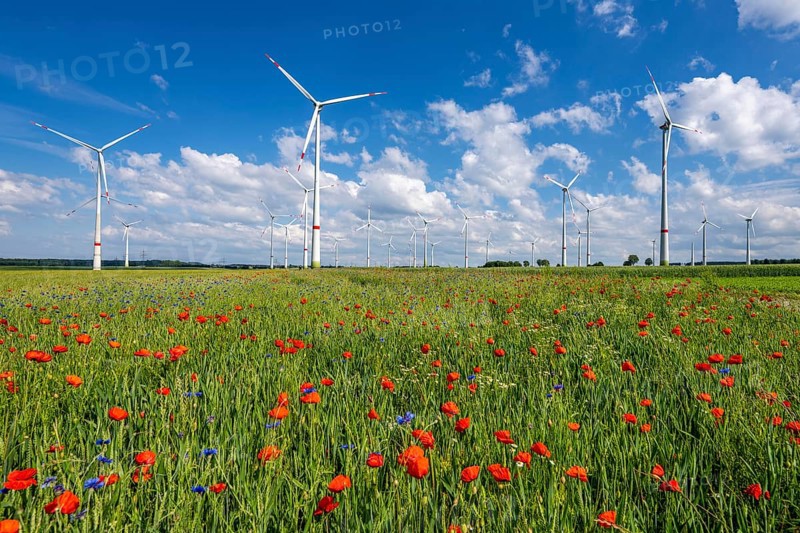 Wind farm, field with flower strips, insect-friendly border of fields with mixed flowers, poppies, north of Marsberg, Hochsauerlandkreis, North Rhine-Westphalia, Germany, Europe