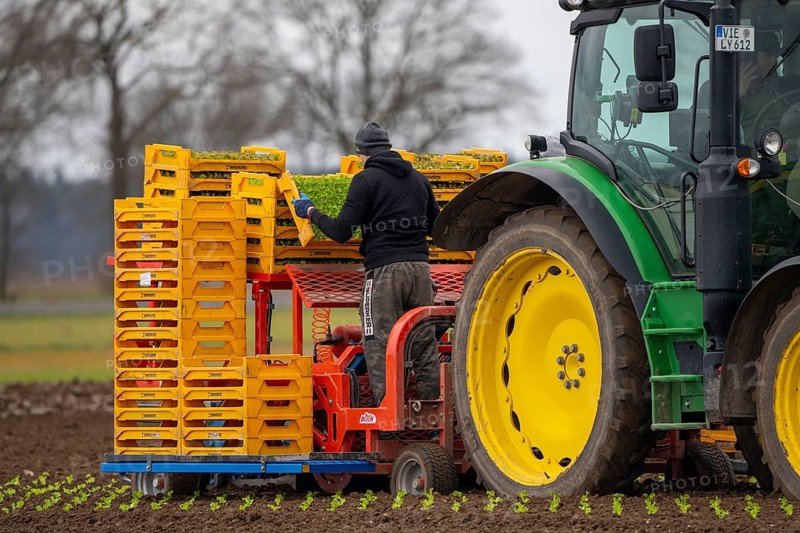 Lettuce plants, in press pots, they are planted in a field with a planting machine, agriculture, spring