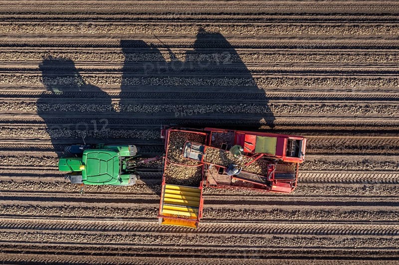 Potato harvesting, so-called split harvesting method, first the tubers are taken out of the ground with a row planter, then, after a short drying phase, collected with a bunker harvester and loaded, North Rhine-Westphalia, Germany, Europe
