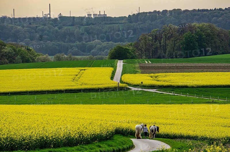 View over Mülheim an der Ruhr, Ickten, rape fields, over the Ruhr heights, to Duisburg-Hüttenheim, steelworks, blast furnaces, coking plant, of the Krupp-Mannesmann steelworks, HKM, North Rhine-Westphalia, Germany, Europe