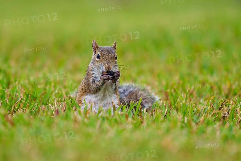 Grey Squirrel (Sciurus carolinensis), on meadow, springtime, Florida, USA, North America