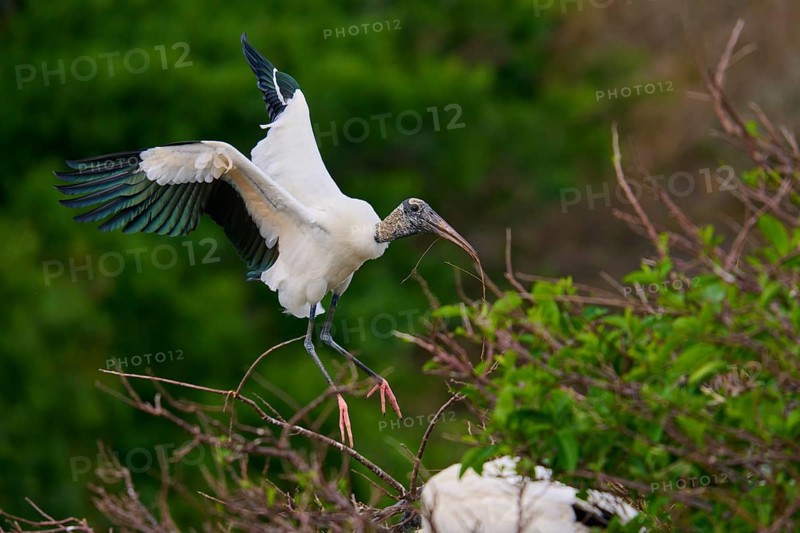 Wood Stork (Mycteria americana), flies through a wooded area holding a stick in its beak, Wakodahatchee Wetlands, Delray Beach, Florida, USA, North America