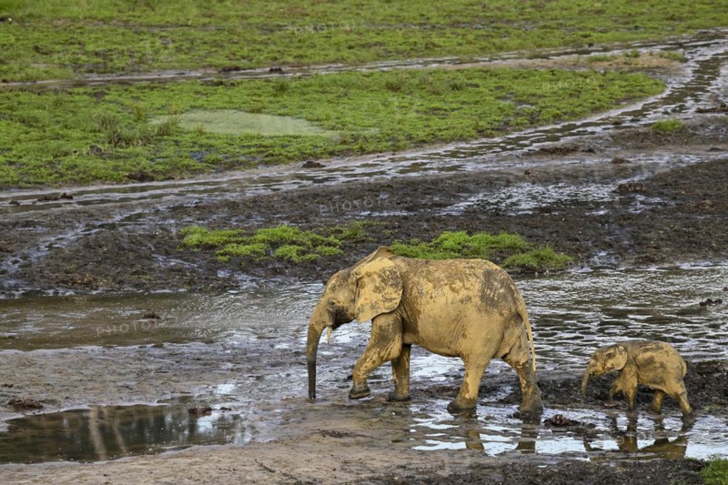 African forest elephants (Loxodonta cyclotis) in the Dzanga Bai forest clearing, Dzanga-Ndoki National Park, Unesco World Heritage Site, Dzanga-Sangha Complex of Protected Areas (DSPAC), Sangha-Mbaéré Prefecture, Central African Republic, Africa