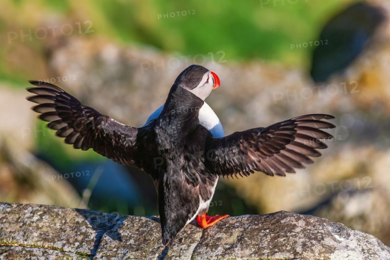 Atlantic puffin (Fratercula arctica) with spread wings on a rock in the sunshine
