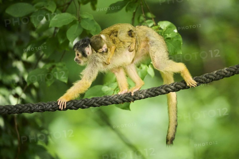 Common squirrel monkey (Saimiri sciureus) mother with her youngster, captive, distribution South America