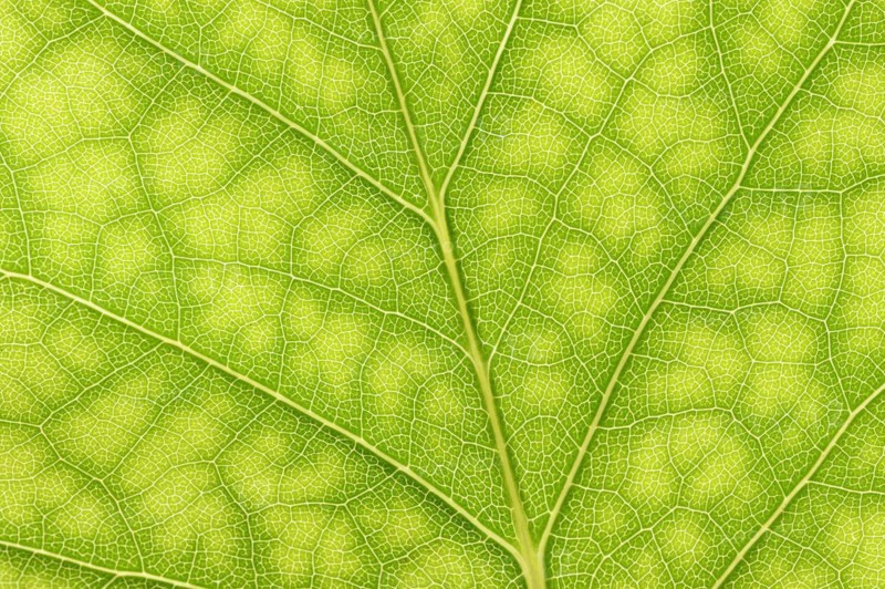 Tulip tree (Liriodendron tulipifera), leaf detail, North Rhine-Westphalia, Germany, Europe