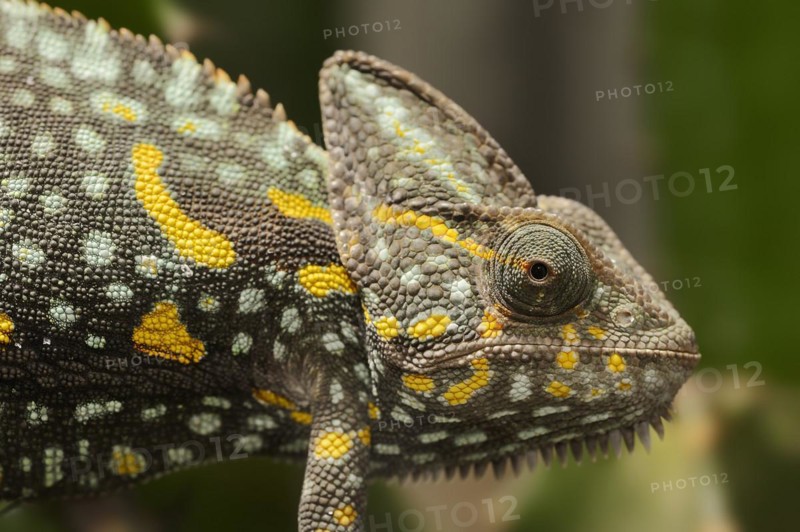 Veiled chameleon (Chamaeleo calyptratus), female, captive, occurring in the Arabian Peninsula