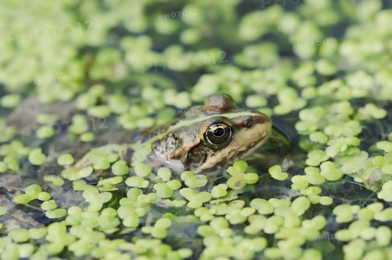 Lake frog (Pelophylax ridibundus, Rana ridibunda), North Rhine-Westphalia, Germany, Europe