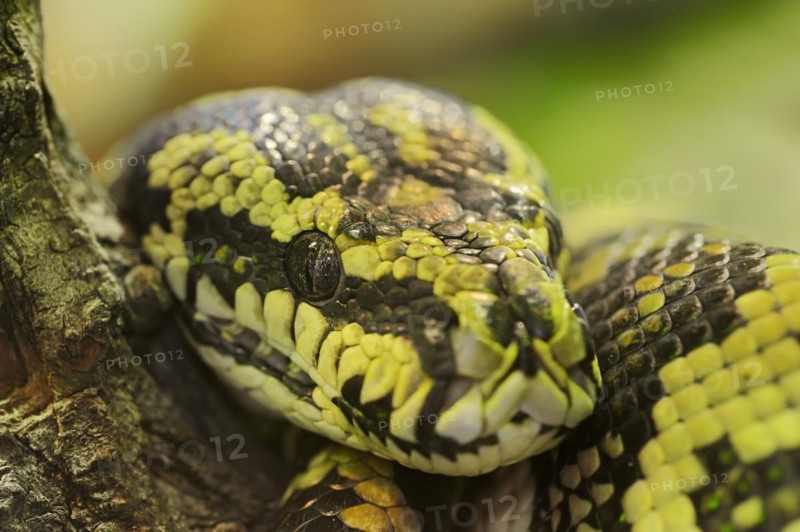 Carpet python (Morelia spilota variegata), captive, occurrence in Australia